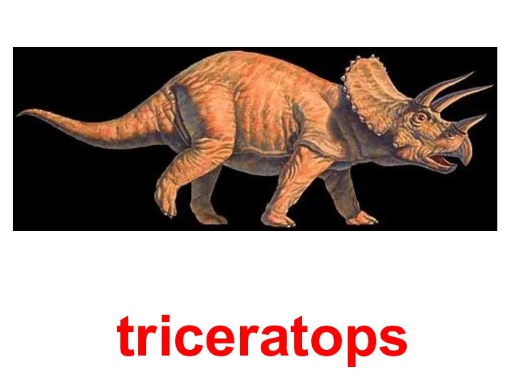 triceratops