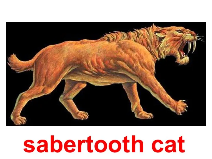 sabertooth cat