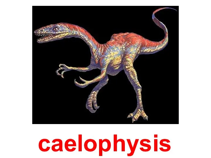 caelophysis