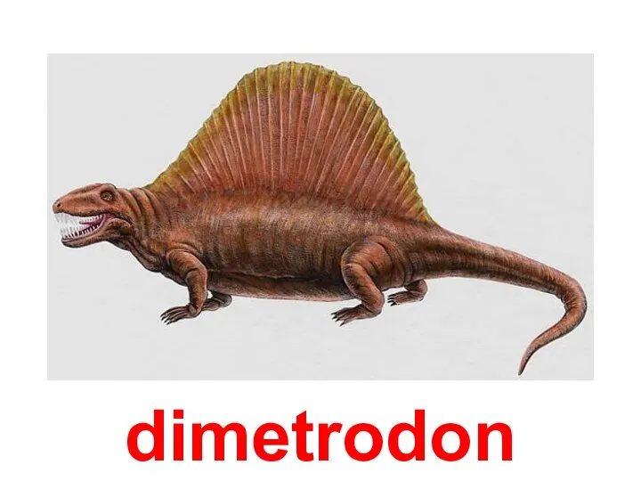 dimetrodon