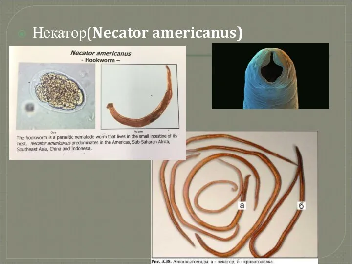 Некатор(Necator americanus)