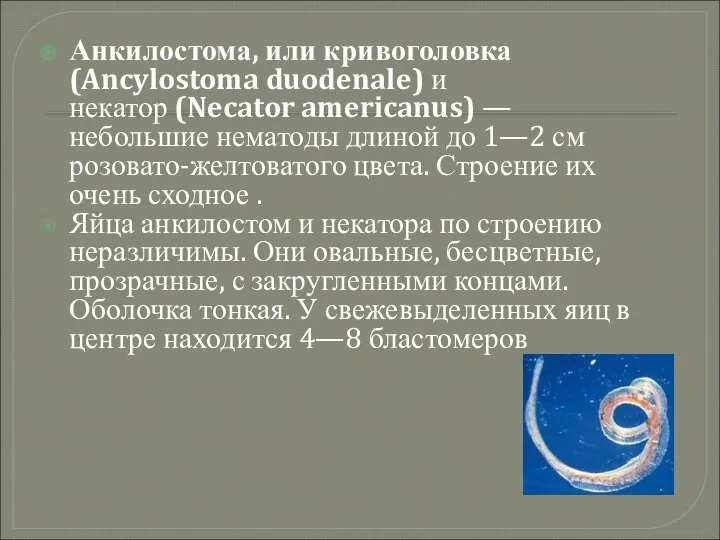 Анкилостома, или кривоголовка (Ancylostoma duodenale) и некатор (Necator americanus) — небольшие нематоды