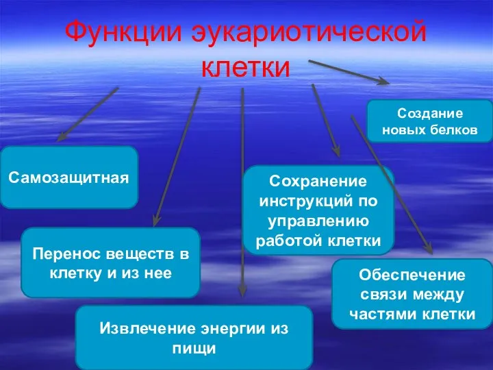 Функции эукариотической клетки Самозащитная Перенос веществ в клетку и из нее Извлечение