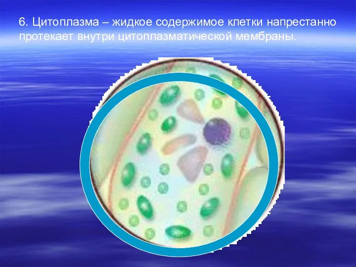 6. Цитоплазма – жидкое содержимое клетки напрестанно протекает внутри цитоплазматической мембраны.