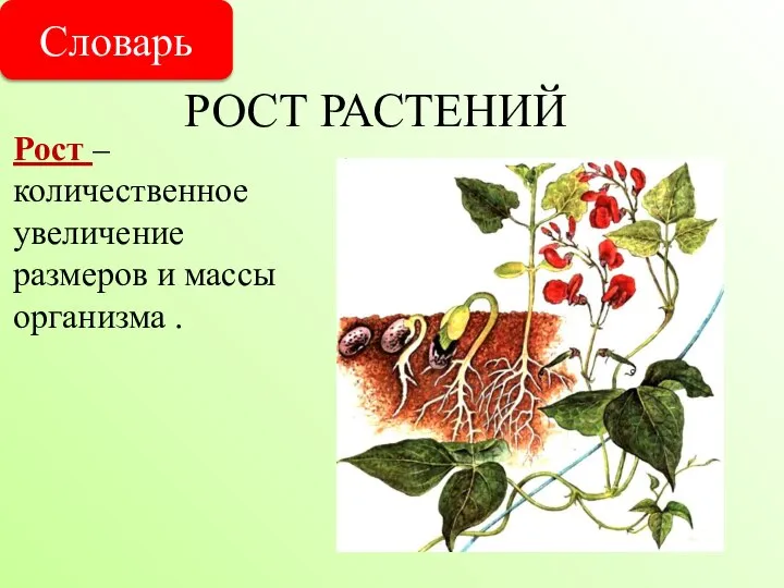 Рост – количественное увеличение размеров и массы организма . РОСТ РАСТЕНИЙ Словарь