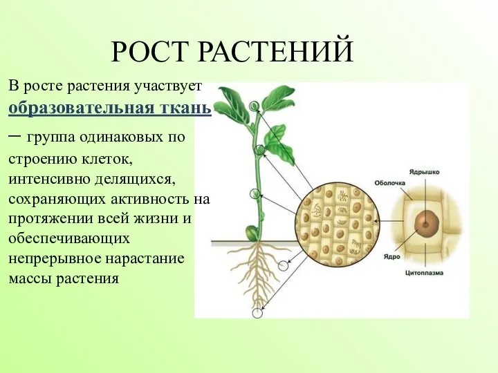 В росте растения участвует образовательная ткань – группа одинаковых по строению клеток,