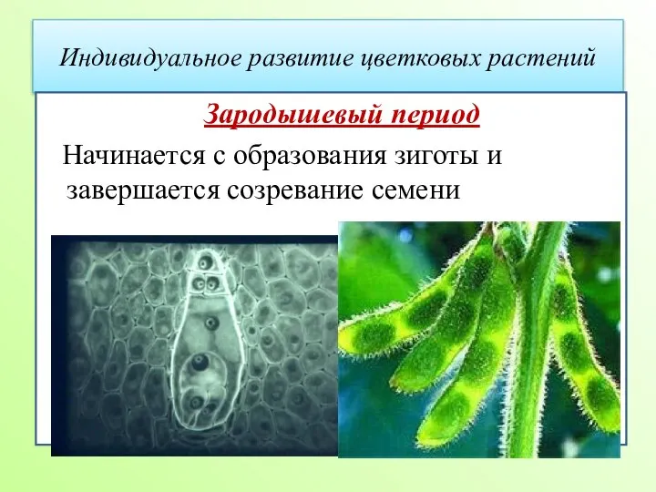 Индивидуальное развитие цветковых растений Зародышевый период Начинается с образования зиготы и завершается созревание семени