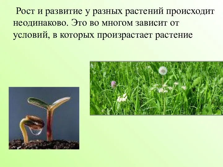 Рост и развитие у разных растений происходит неодинаково. Это во многом зависит