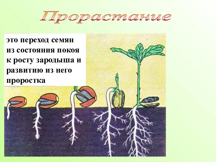 это переход семян из состояния покоя к росту зародыша и развитию из него проростка Прорастание