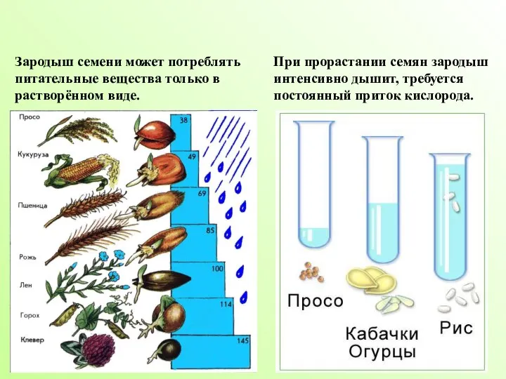 Зародыш семени может потреблять питательные вещества только в растворённом виде. При прорастании