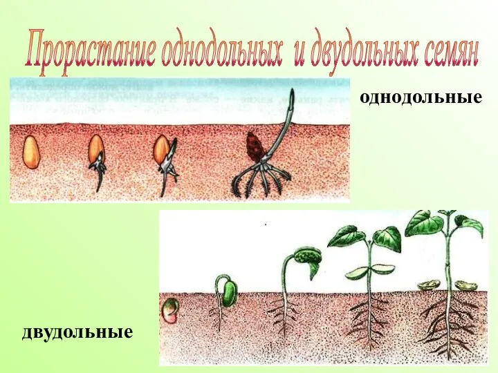 Прорастание однодольных и двудольных семян однодольные двудольные