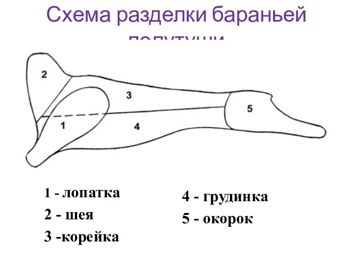 Схема разделки бараньей полутуши 1 - лопатка 2 - шея 3 -корейка