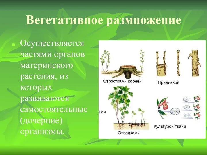Вегетативное размножение Осуществляется частями органов материнского растения, из которых развиваются самостоятельные (дочерние) организмы.