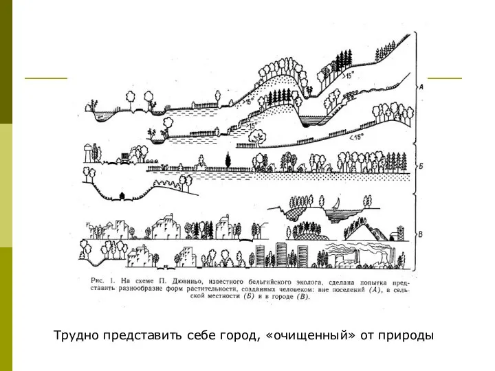 Трудно представить себе город, «очищенный» от природы