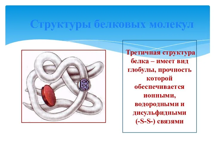 Структуры белковых молекул Третичная структура белка – имеет вид глобулы, прочность которой