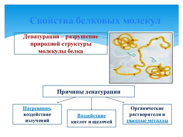 Свойства белковых молекул Денатурация – разрушение природной структуры молекулы белка Причины денатурации