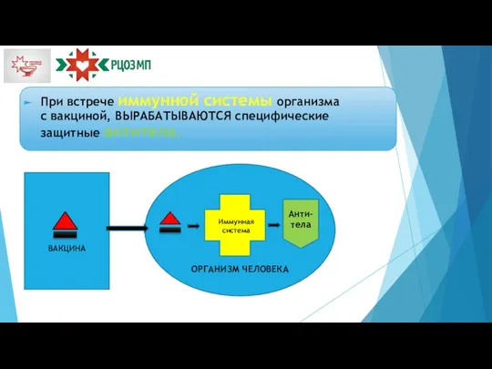 ВАКЦИНА При встрече иммунной системы организма с вакциной, ВЫРАБАТЫВАЮТСЯ специфические защитные антитела.