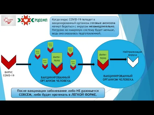 Когда вирус COVID-19 попадет в вакцинированный организм готовые антитела начнут бороться с