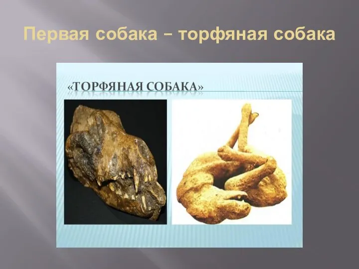 Первая собака – торфяная собака