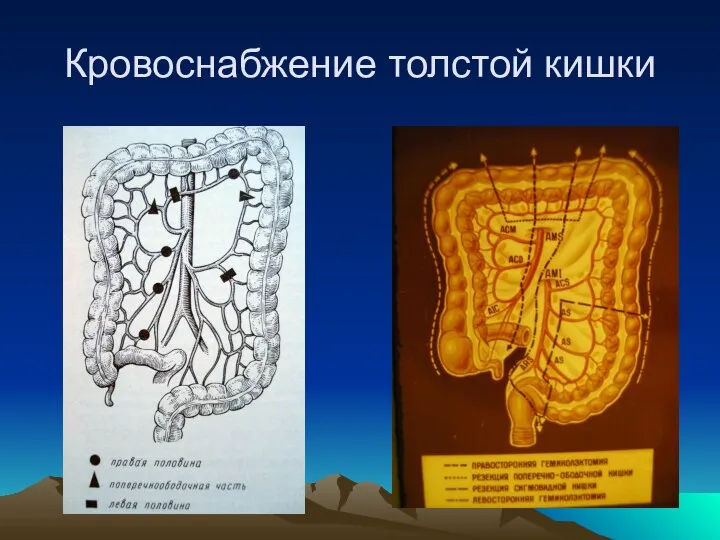 Кровоснабжение толстой кишки