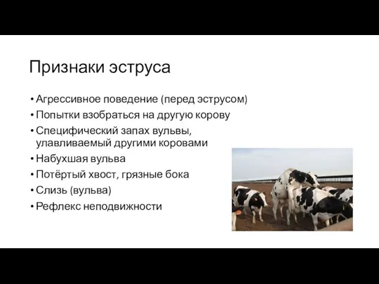 Признаки эструса Агрессивное поведение (перед эструсом) Попытки взобраться на другую корову Специфический