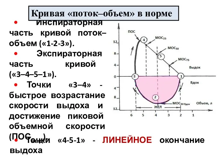 • Инспираторная часть кривой поток–объем («1-2-3»). • Экспираторная часть кривой («3–4–5–1»). •