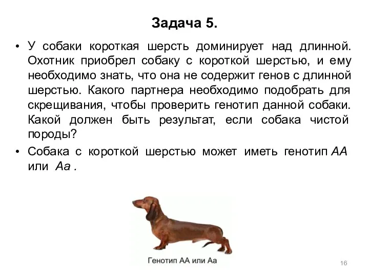 Задача 5. У собаки короткая шерсть доминирует над длинной. Охотник приобрел собаку