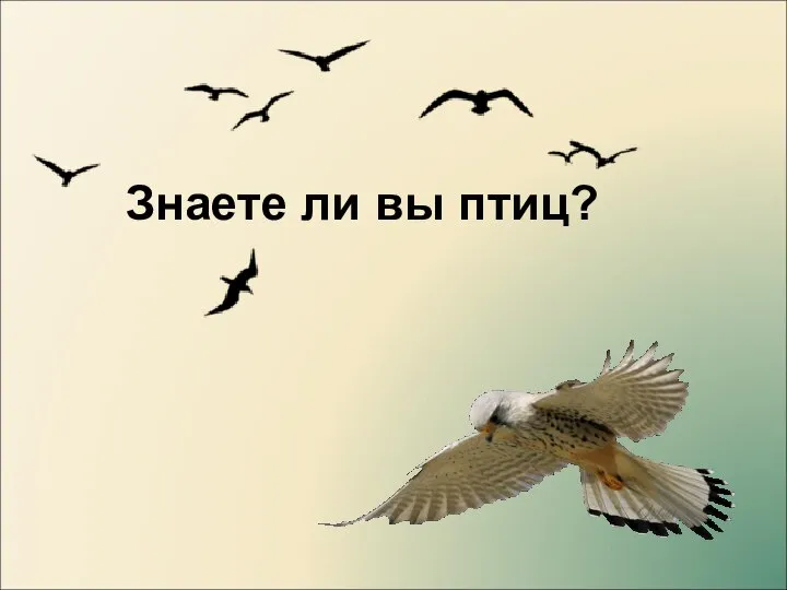 Знаете ли вы птиц?