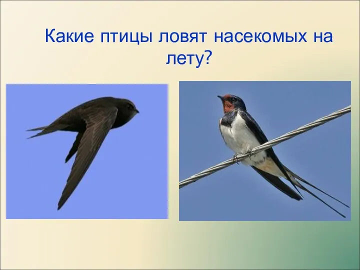 Какие птицы ловят насекомых на лету?
