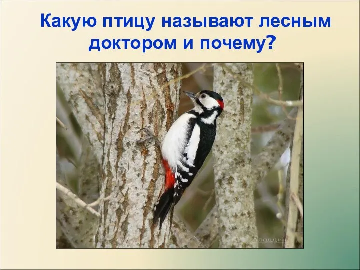 Какую птицу называют лесным доктором и почему?
