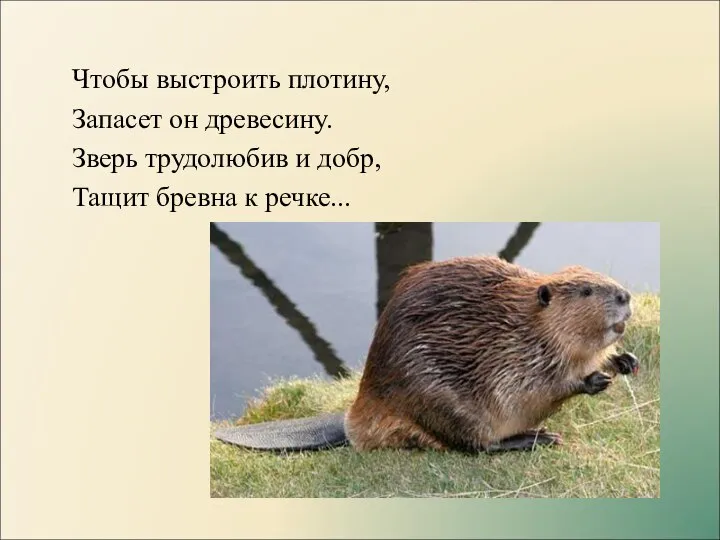 Чтобы выстроить плотину, Запасет он древесину. Зверь трудолюбив и добр, Тащит бревна к речке...