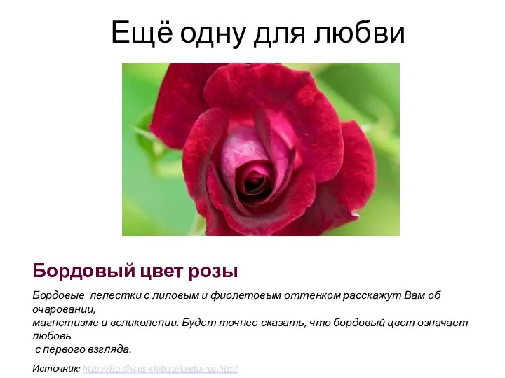 Ещё одну для любви Бордовый цвет розы Бордовые лепестки с лиловым и