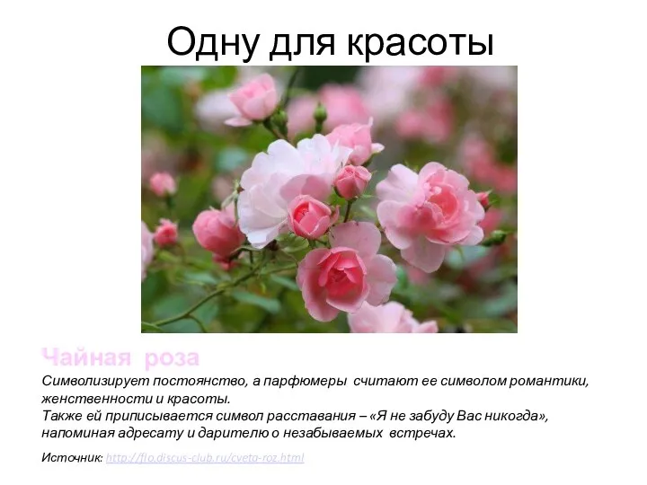 Одну для красоты Чайная роза Символизирует постоянство, а парфюмеры считают ее символом