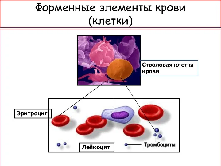 Форменные элементы крови (клетки) Эритроцит Лейкоцит Стволовая клетка крови
