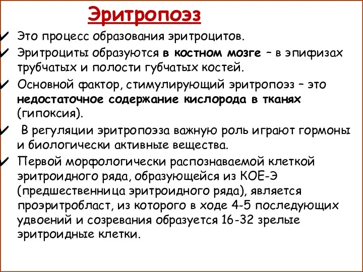 Эритропоэз Это процесс образования эритроцитов. Эритроциты образуются в костном мозге – в