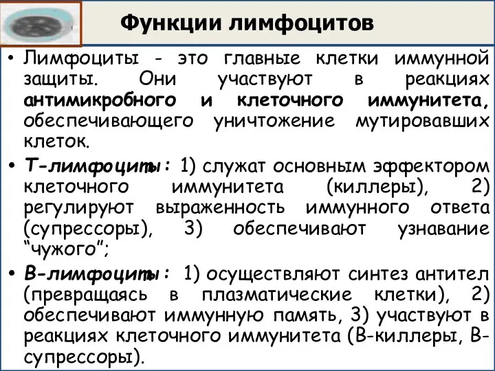 Функции лимфоцитов Лимфоциты - это главные клетки иммунной защиты. Они участвуют в