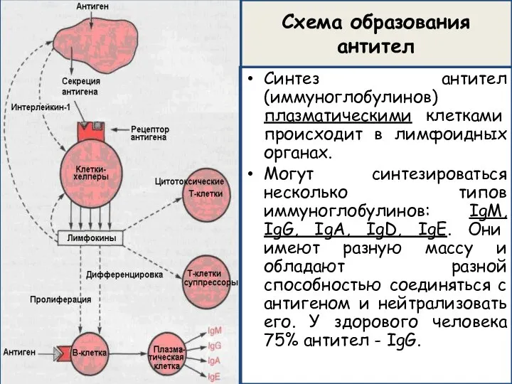 Схема образования антител Синтез антител (иммуноглобулинов) плазматическими клетками происходит в лимфоидных органах.