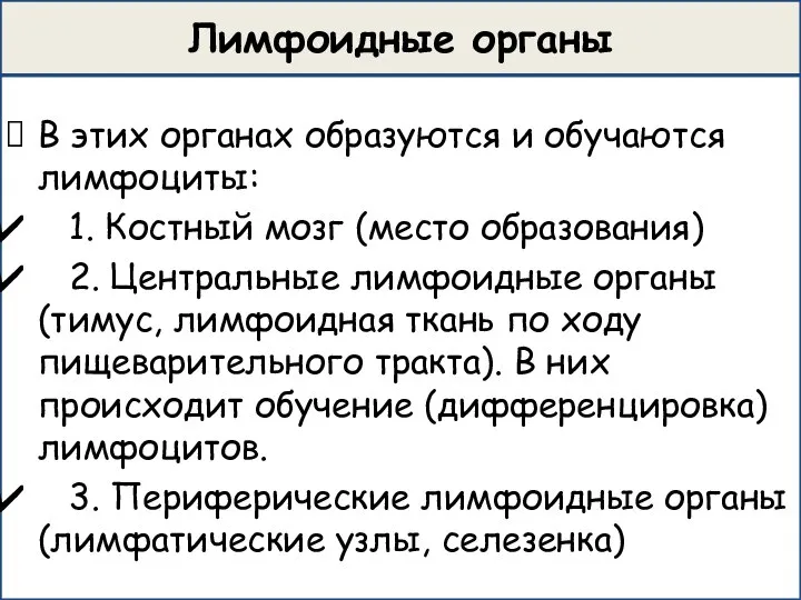 Лимфоидные органы В этих органах образуются и обучаются лимфоциты: 1. Костный мозг