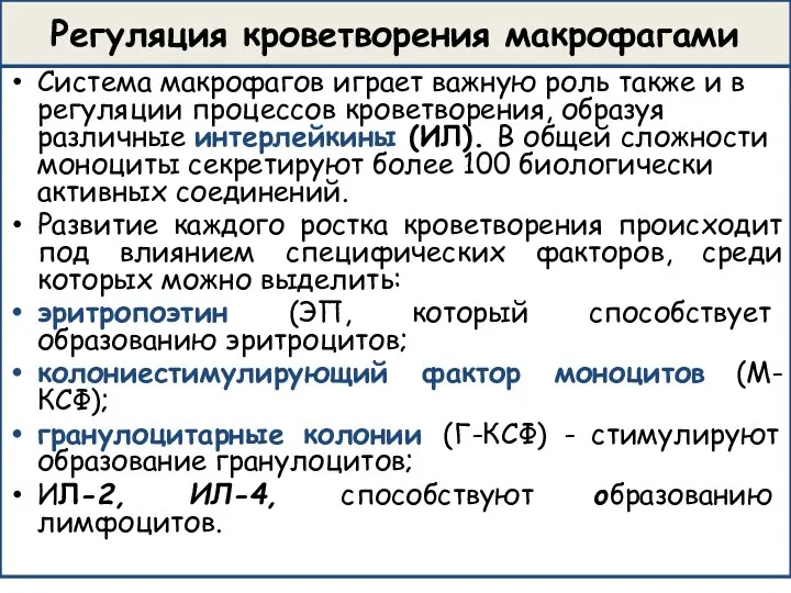 Регуляция кроветворения макрофагами Система макрофагов играет важную роль также и в регуляции