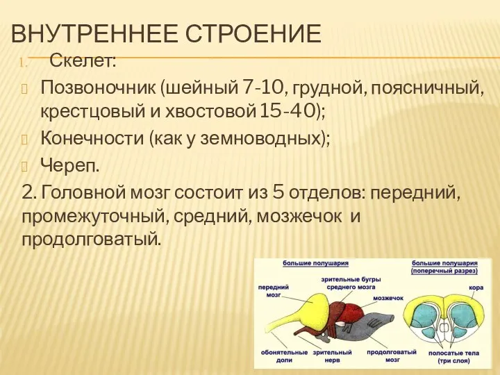 ВНУТРЕННЕЕ СТРОЕНИЕ Скелет: Позвоночник (шейный 7-10, грудной, поясничный, крестцовый и хвостовой 15-40);