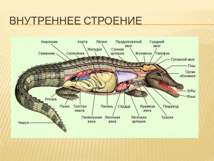 ВНУТРЕННЕЕ СТРОЕНИЕ