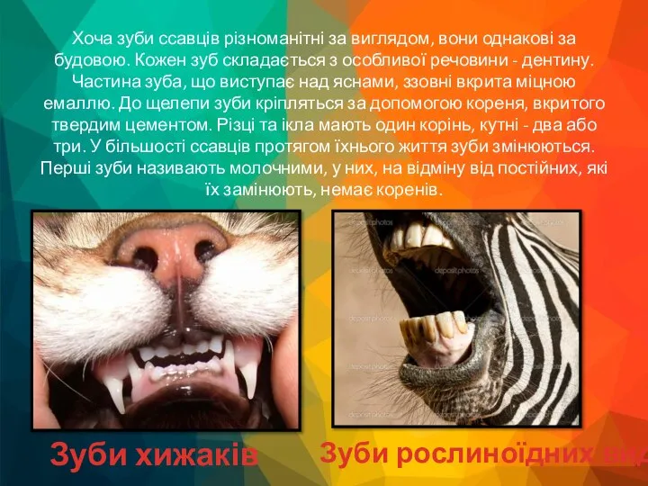 Хоча зуби ссавців різноманітні за виглядом, вони однакові за будовою. Кожен зуб