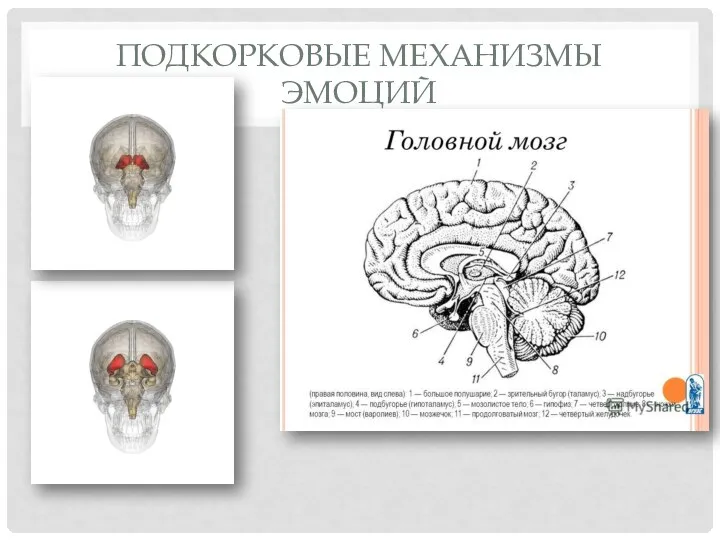 ПОДКОРКОВЫЕ МЕХАНИЗМЫ ЭМОЦИЙ