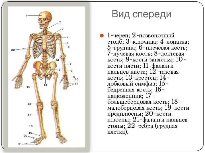 Вид спереди 1-череп; 2-позвоночный столб; 3-ключица; 4-лопатка; 5-грудина; 6-плечевая кость; 7-лучевая кость;