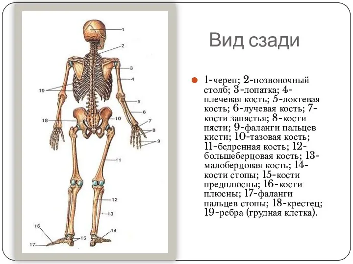 Вид сзади 1-череп; 2-позвоночный столб; 3-лопатка; 4-плечевая кость; 5-локтевая кость; 6-лучевая кость;