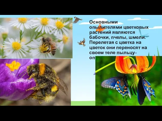 Основными опылителями цветковых растений являются бабочки, пчелы, шмели. Перелетая с цветка на