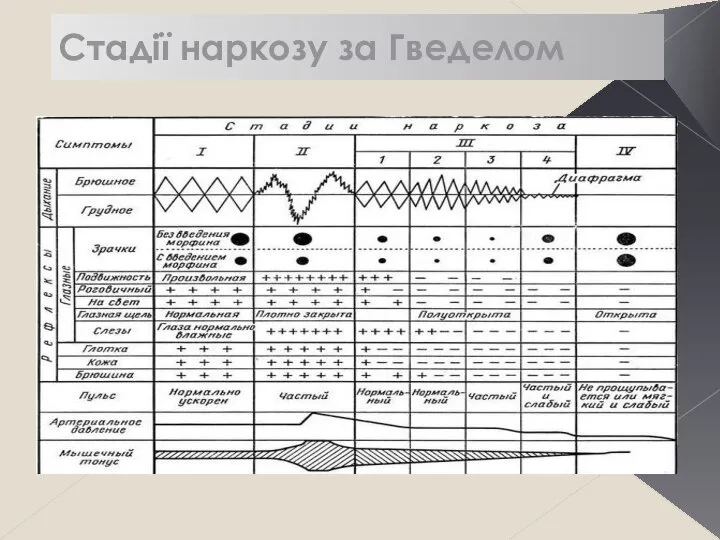 Стадії наркозу за Гведелом