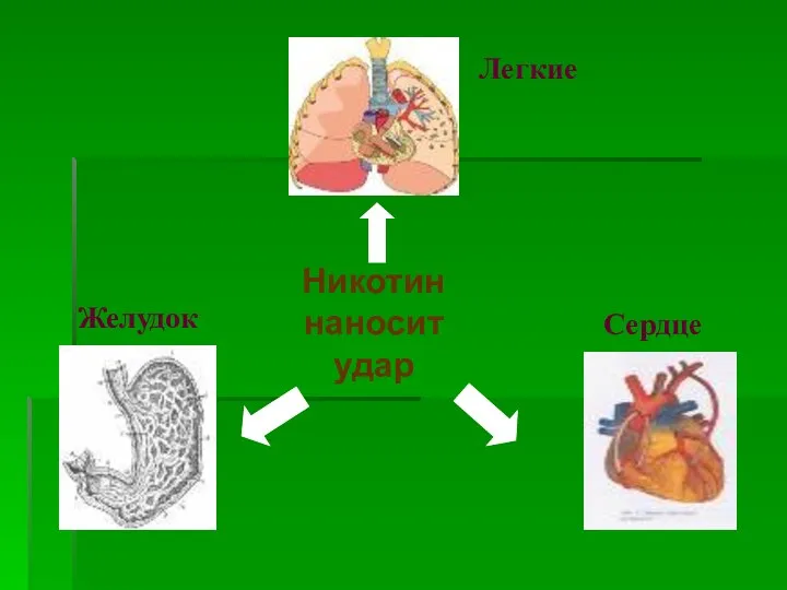 Никотин наносит удар Легкие Желудок Сердце