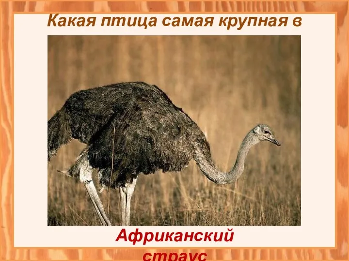Какая птица самая крупная в мире? Африканский страус