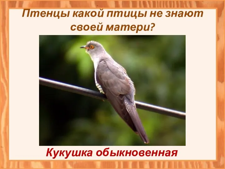 Птенцы какой птицы не знают своей матери? Кукушка обыкновенная